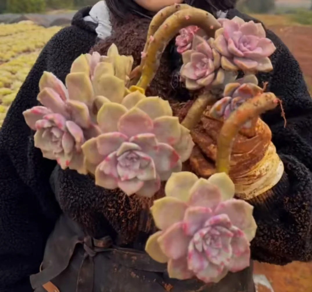 云漫多肉地栽精品紫乐异形桩新手好养容易爆崽葡萄架