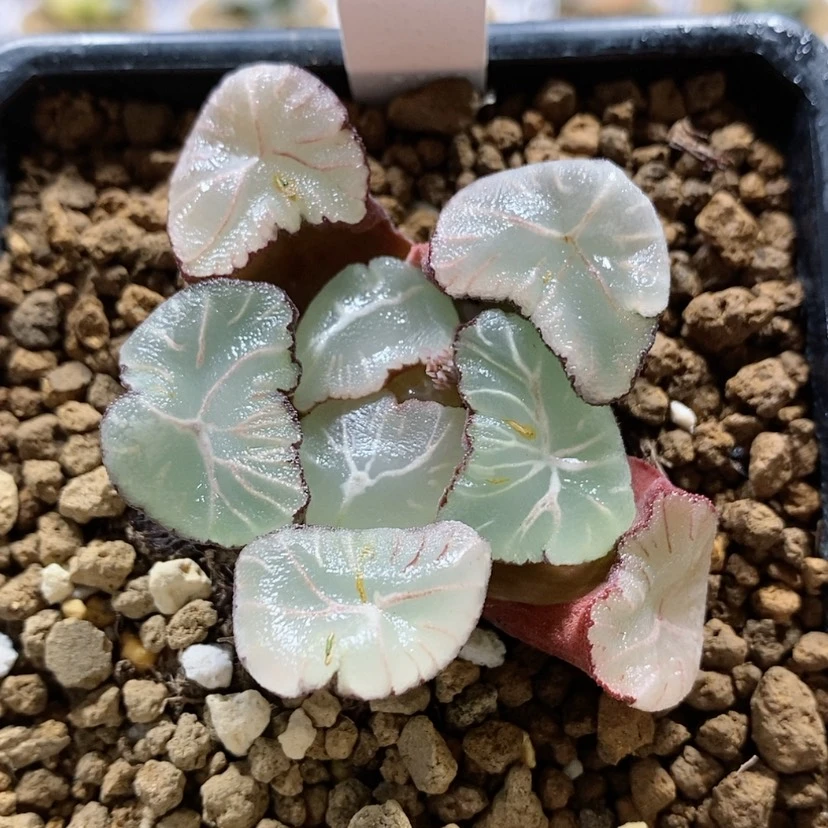 【闪购商品】160鱼化石万象