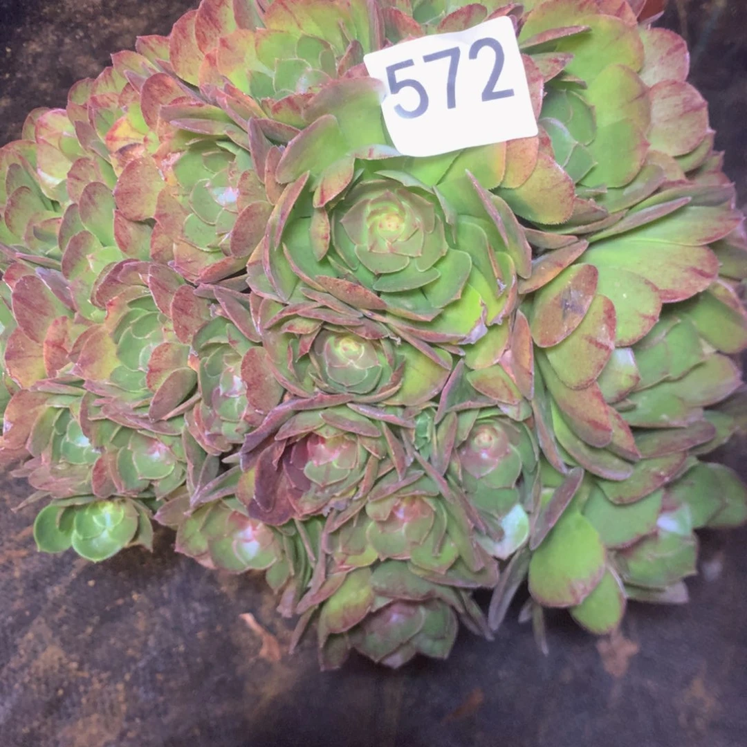 572万圣节多少肉植物