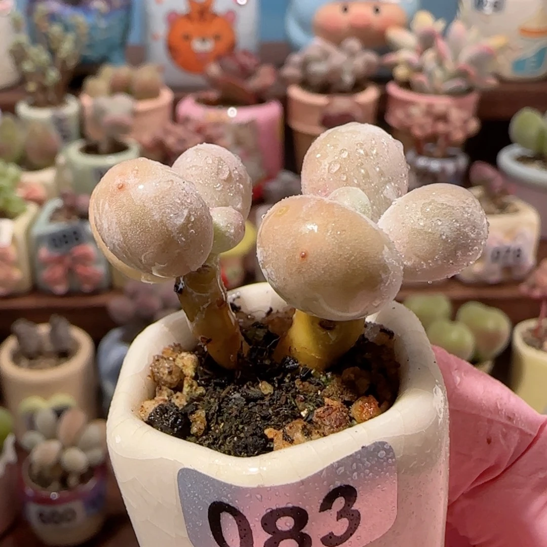 双头小蛋黄奶 盆口2.5cm