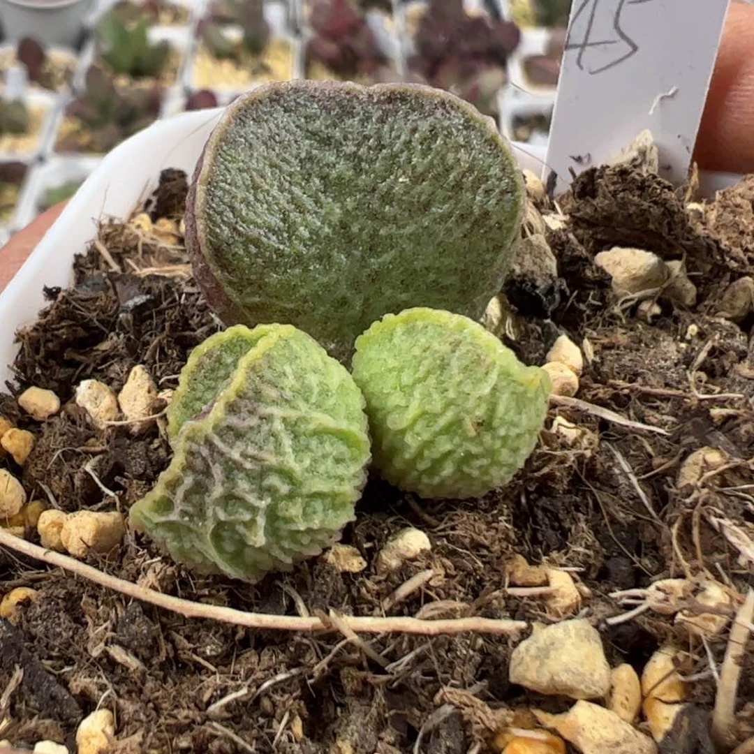 实生新品多肉植物水泡38号