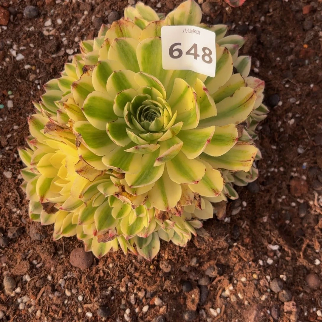 二**姨648多肉植物伊莉莎白无根