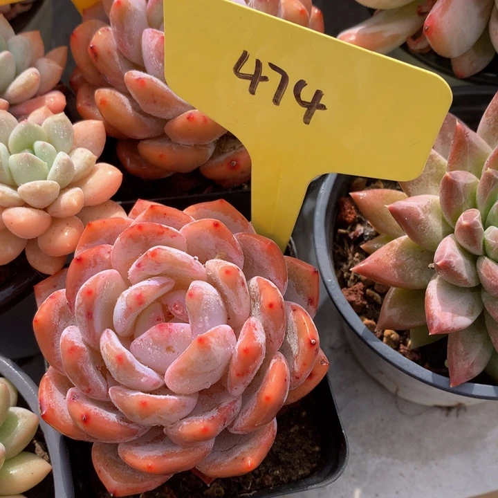 读肉皮子和欧727273737