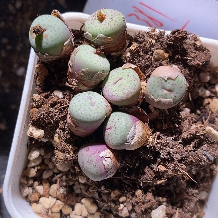 31381。 单头奶油嘴一颗。