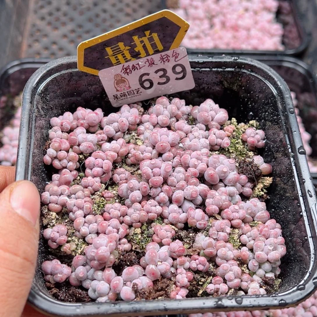 多肉植物多肉植物