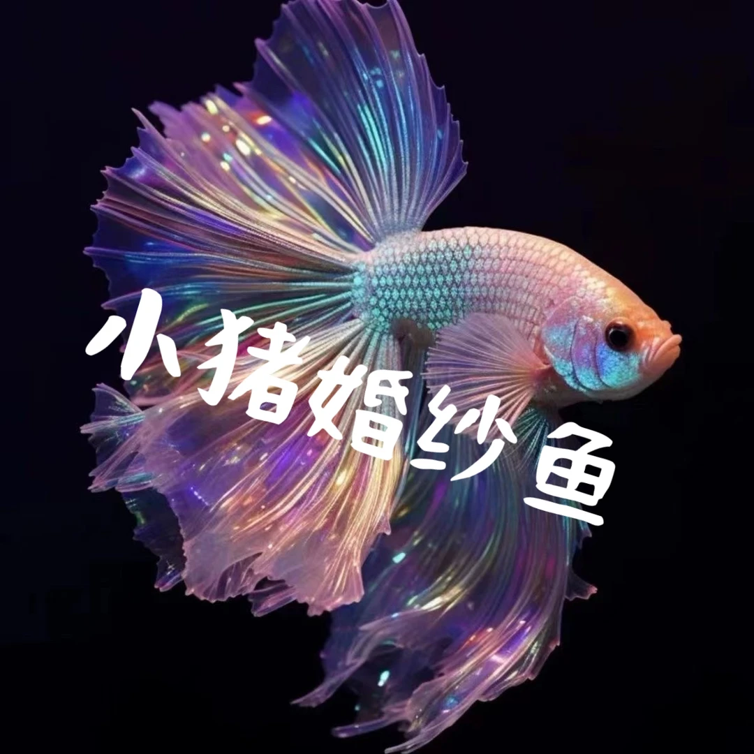 S级泰国斗鱼100~200编号【包邮包活不包损】