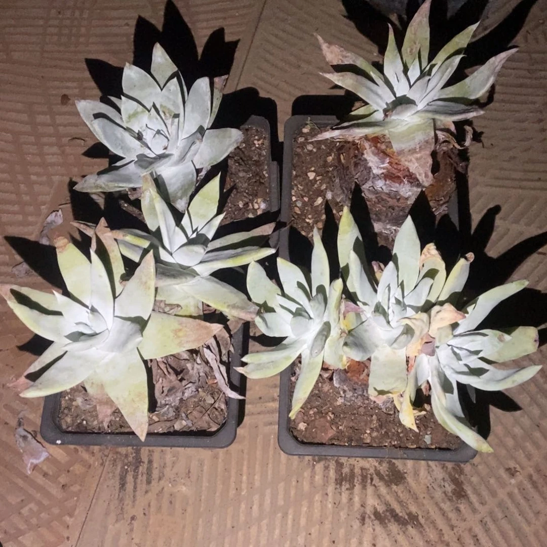 听****东福利多肉植物啦啦啦