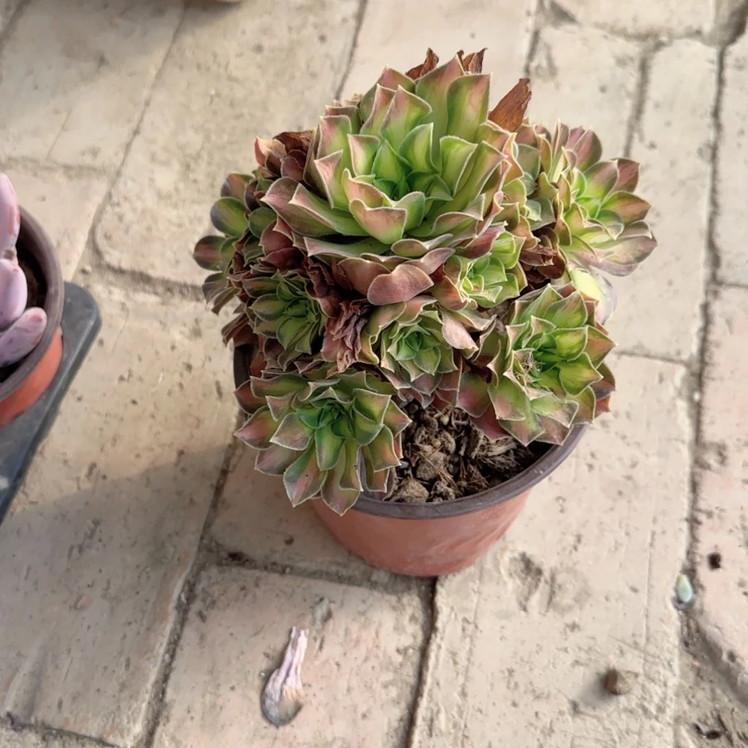 无花朵韶华大特价