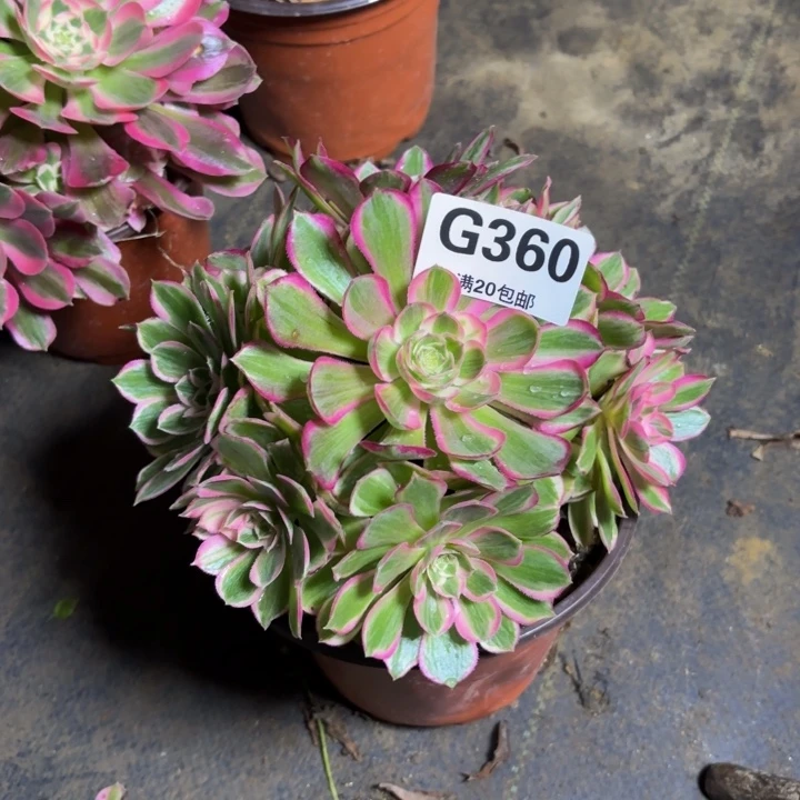 瑞妈，，，。。。。360孔雀翎，