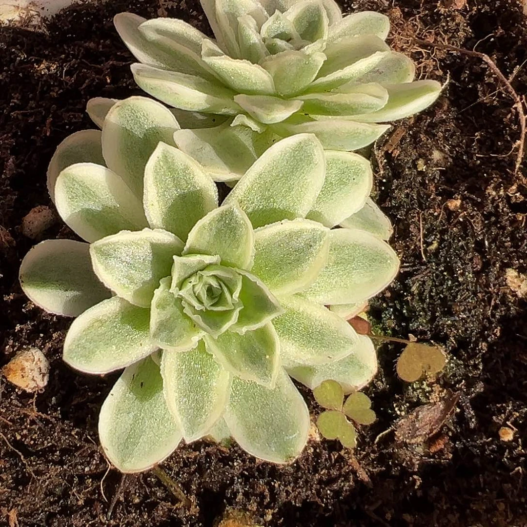 山地玫瑰锦秋夕1436号