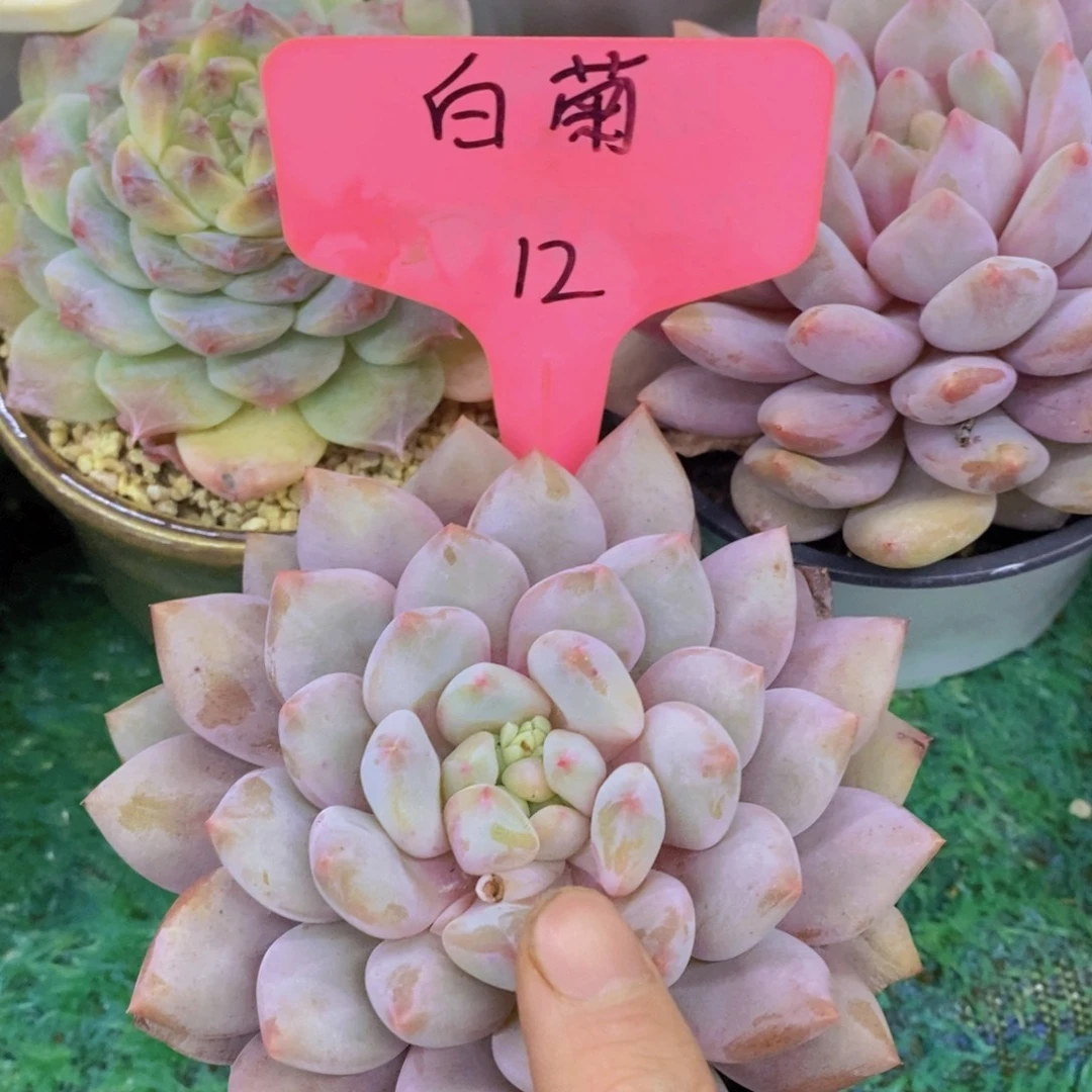 开心多肉，专场4开始了，5给1