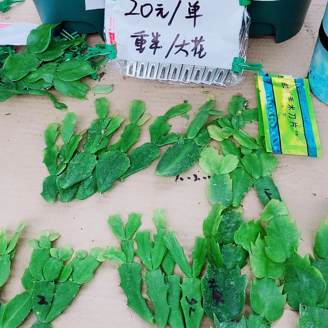 聚***缘无花朵叶片福利一物一拍