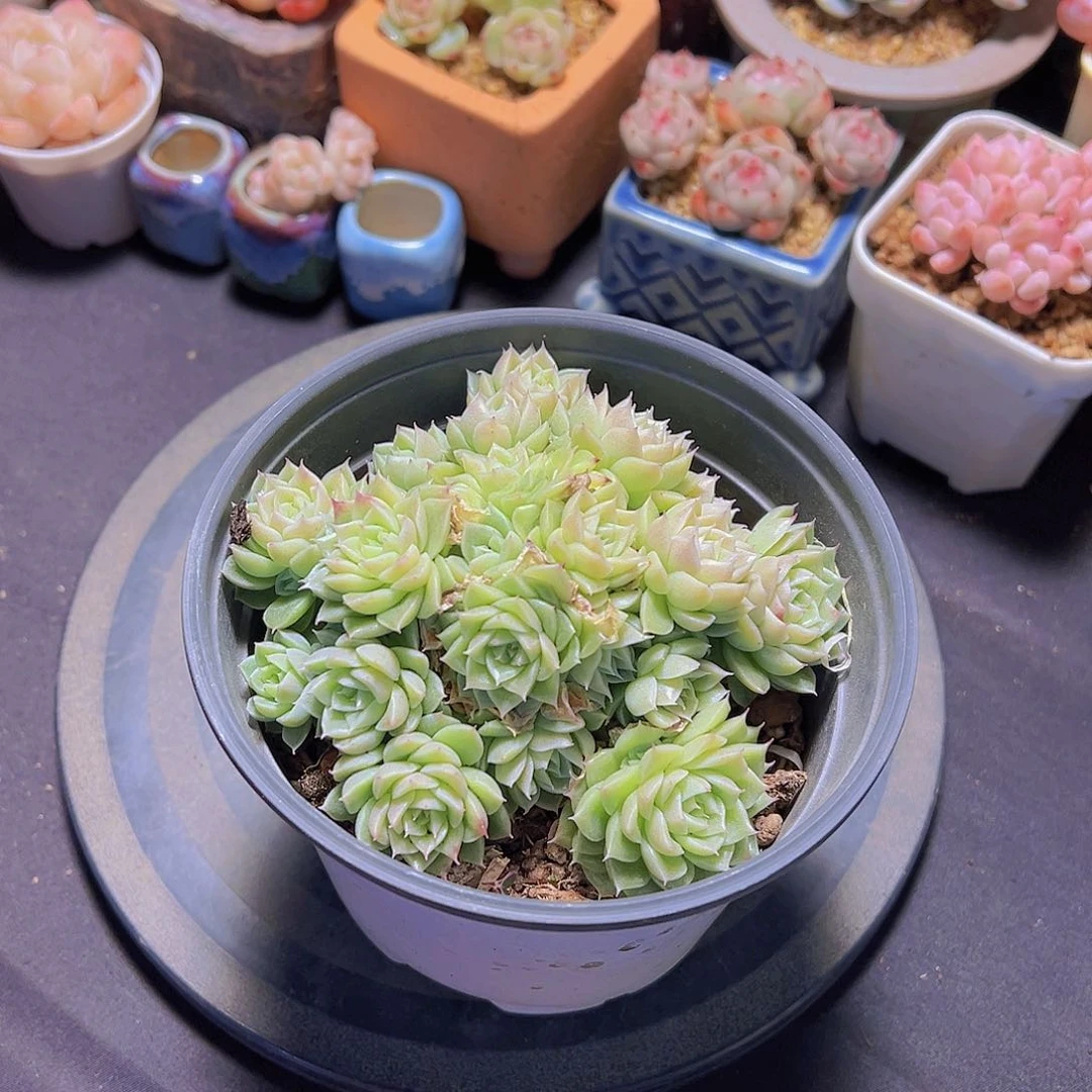 T****糖新品，多肉植物