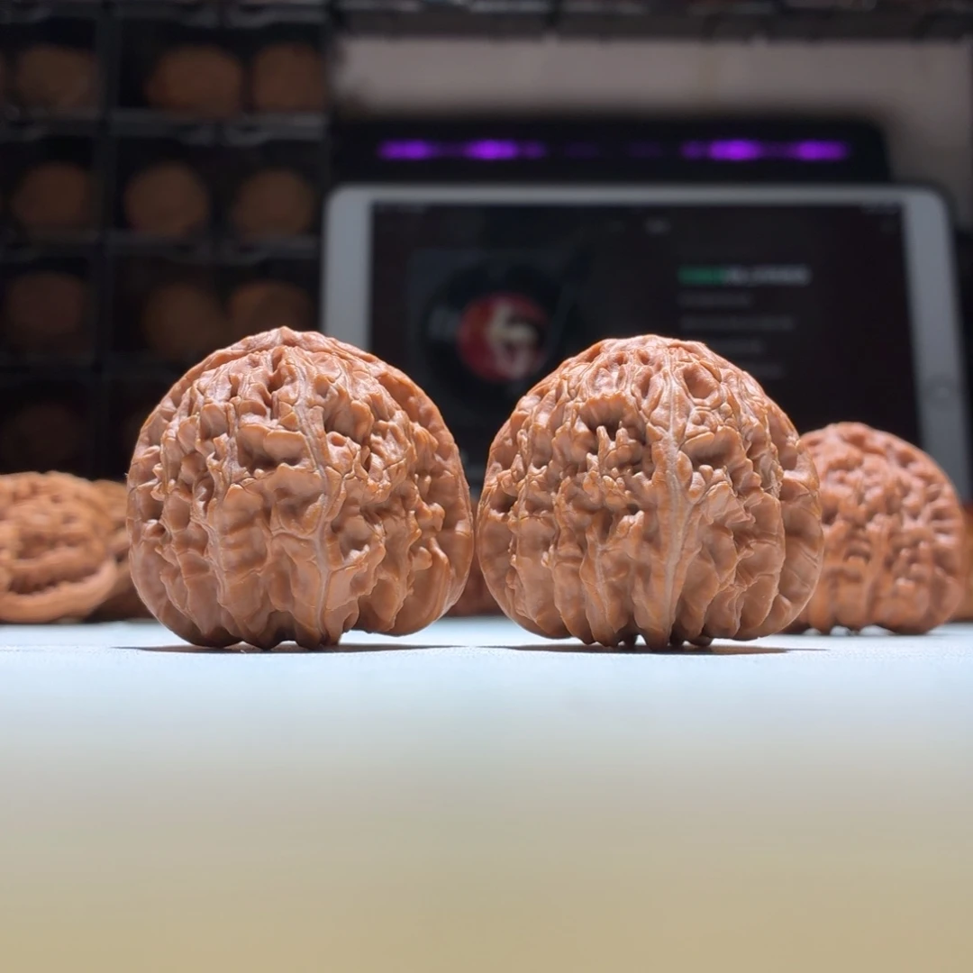 把件文玩核桃白狮子41