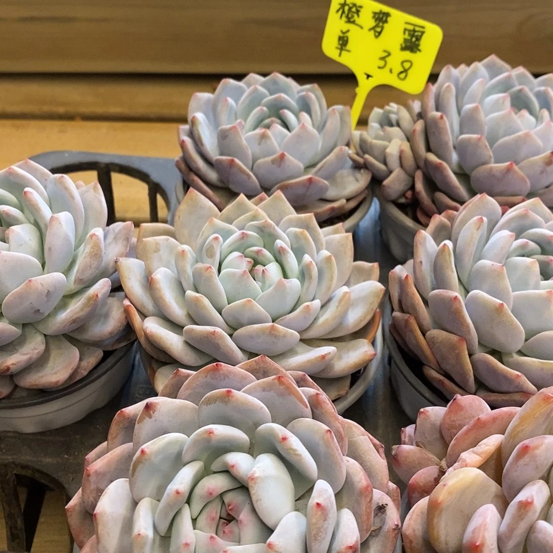 橙梦露大单头 福利多多