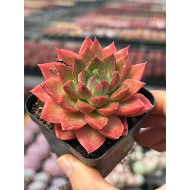 7#魔尊多肉植物  前男友精品多肉A992