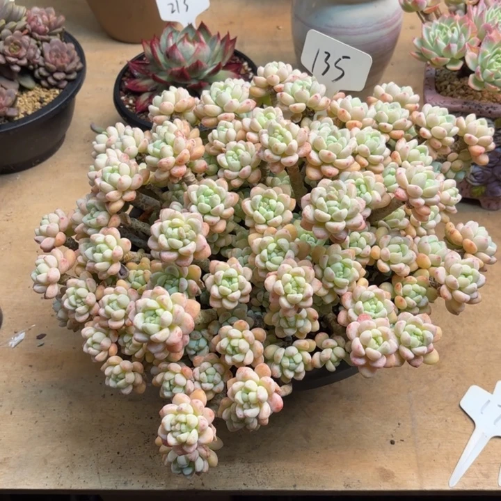 多肉植物，樱花罗骑135号