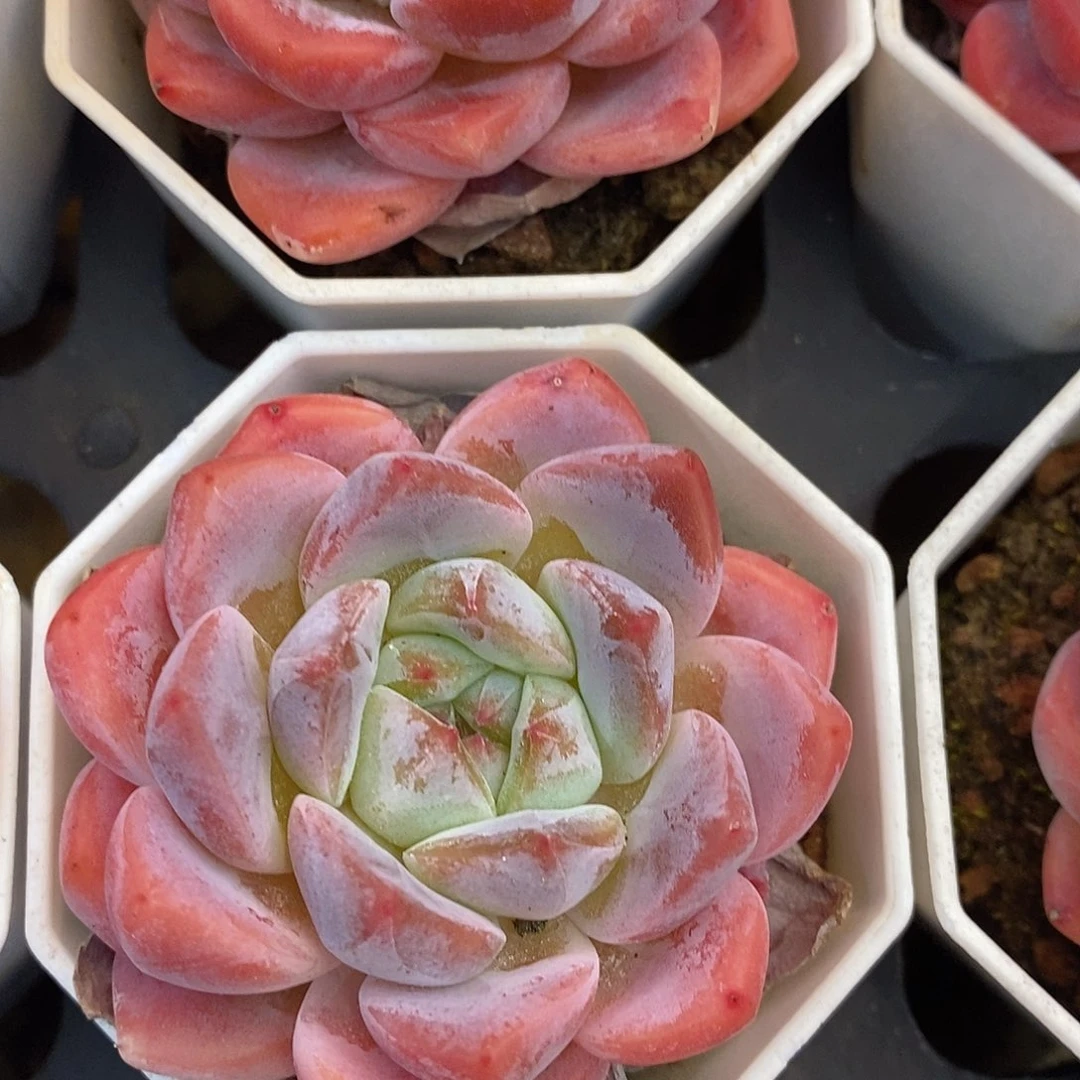 团海棠红，福利多多