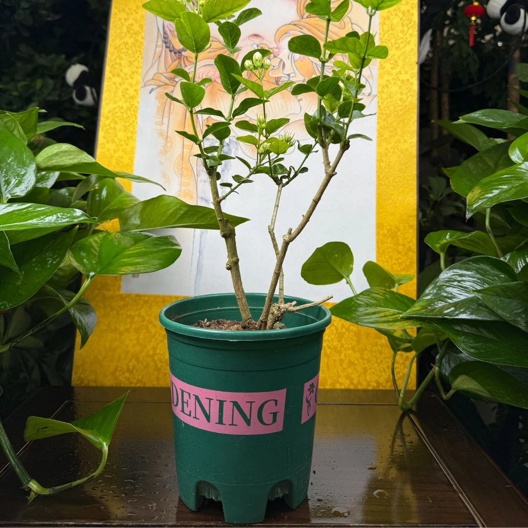 茉莉花绿植花卉盆栽四季开花可驱蚊室内外好养植物带盆
