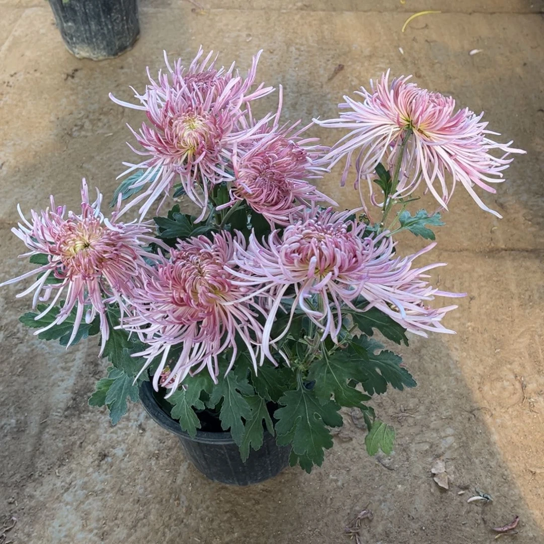 完全开放粉紫色丝菊原盆