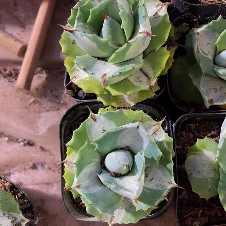 白中斑5.8带盆土发