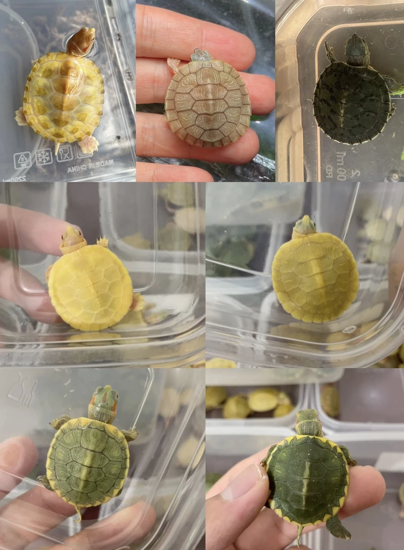 游戏升级福利专属直播下单链接