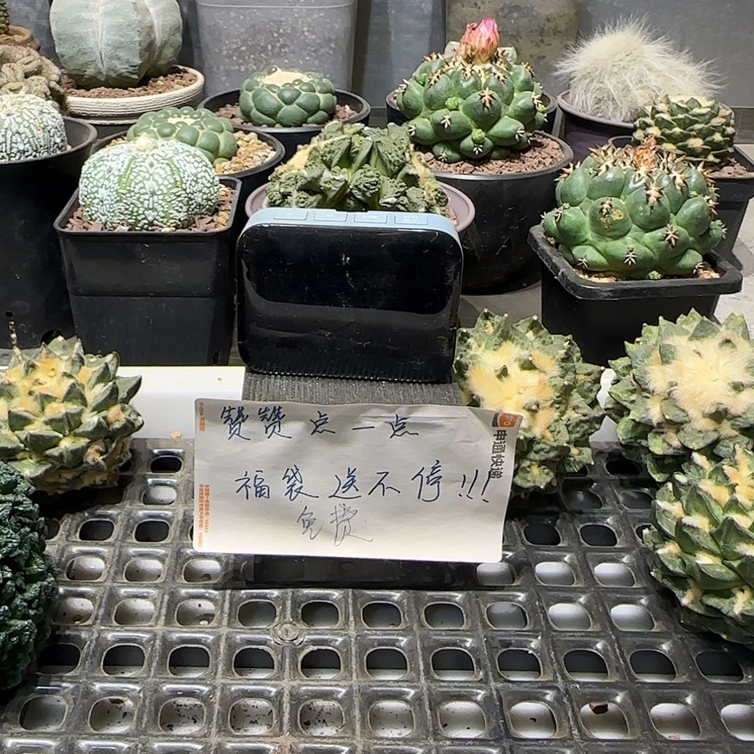 月***、实生仙人球特价一颗