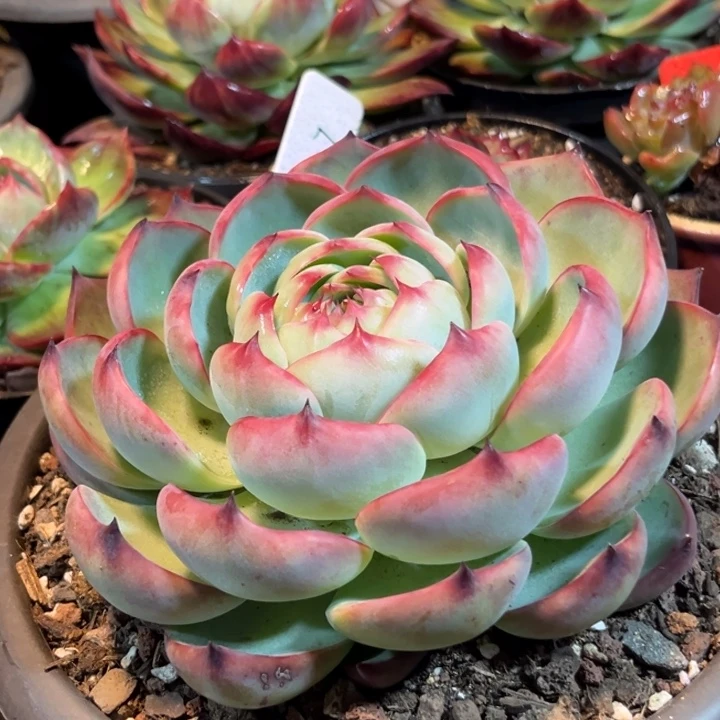 玫瑰惊鸿一物一拍包装收缩花旱679