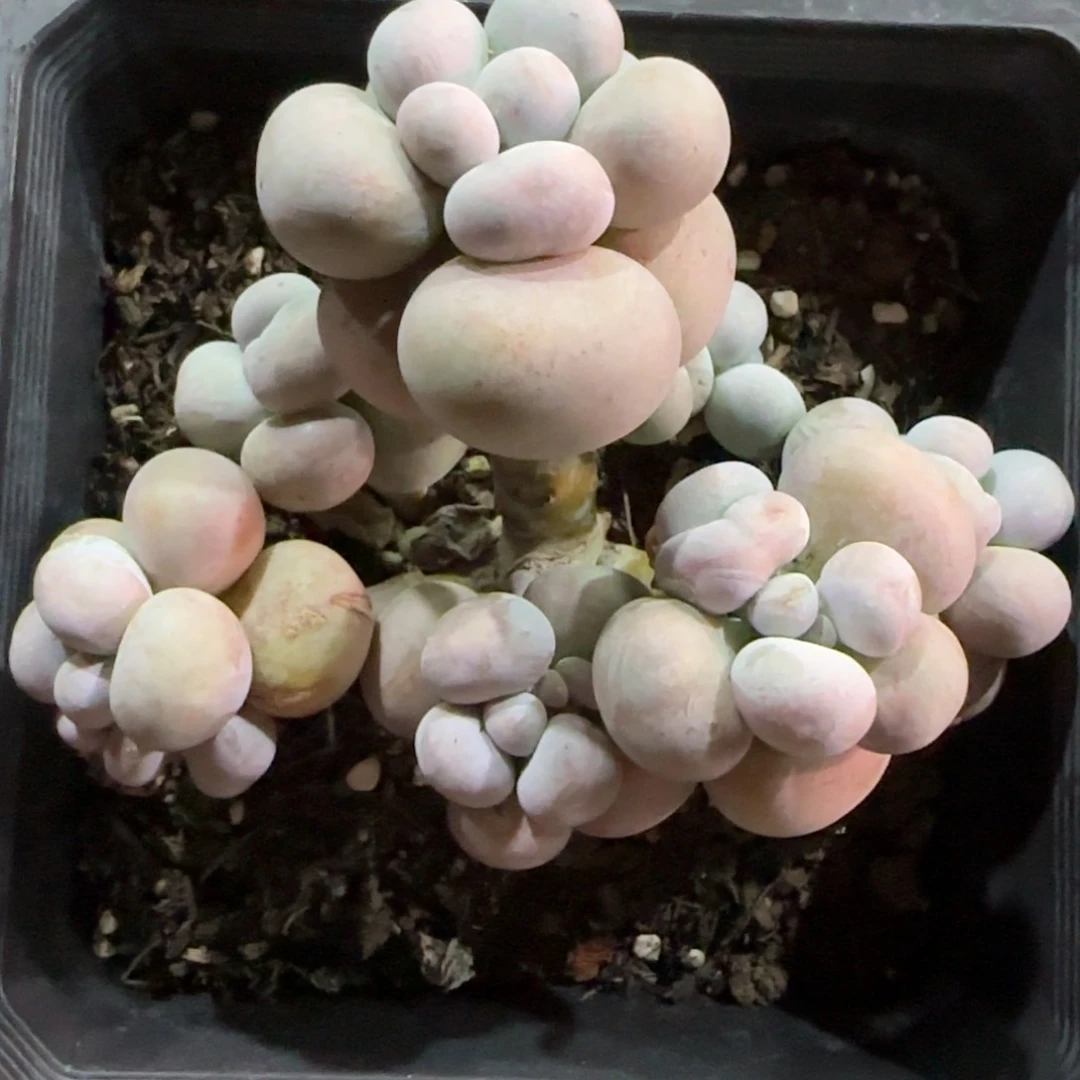 冻***腐奶酪多肉植物的，现在