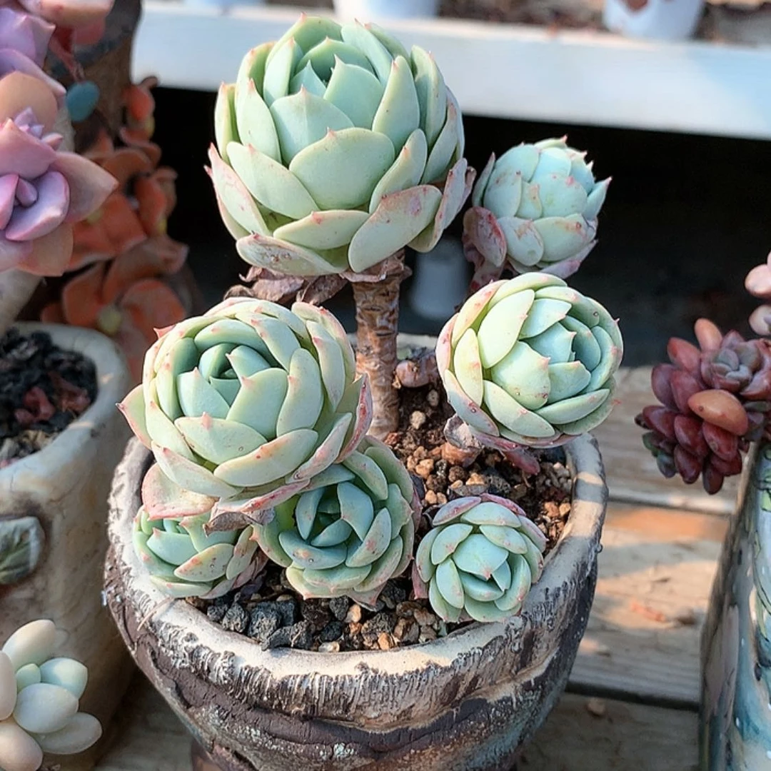 【闪购商品】孟***色秋色