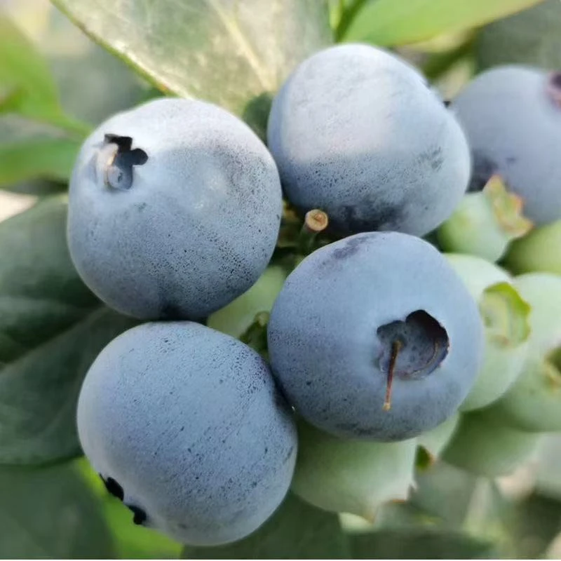 大鹏家8盒的果王巨无霸 新鲜蓝莓水果100g每盒顺丰送货上门