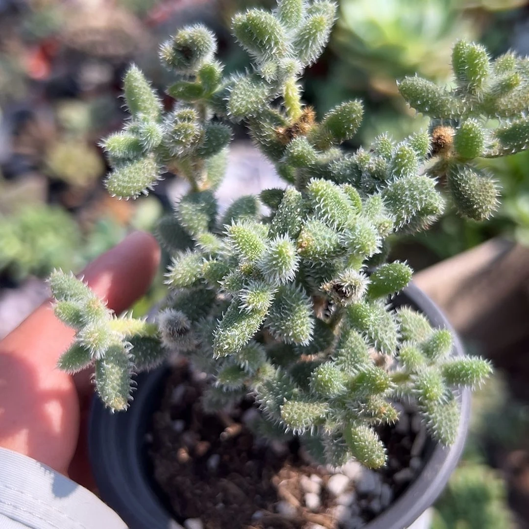 多肉植物雷同开花花