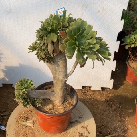 原始绿缀一物一拍