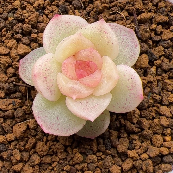 开播福利，一物一拍，尺寸不大介意勿拍