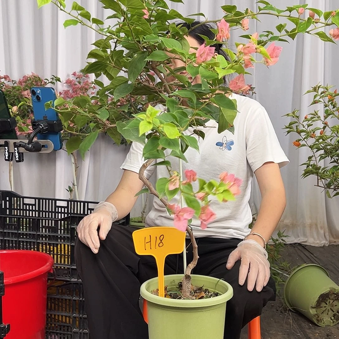 猪****当前无花栽培后可以开花H18橙粉