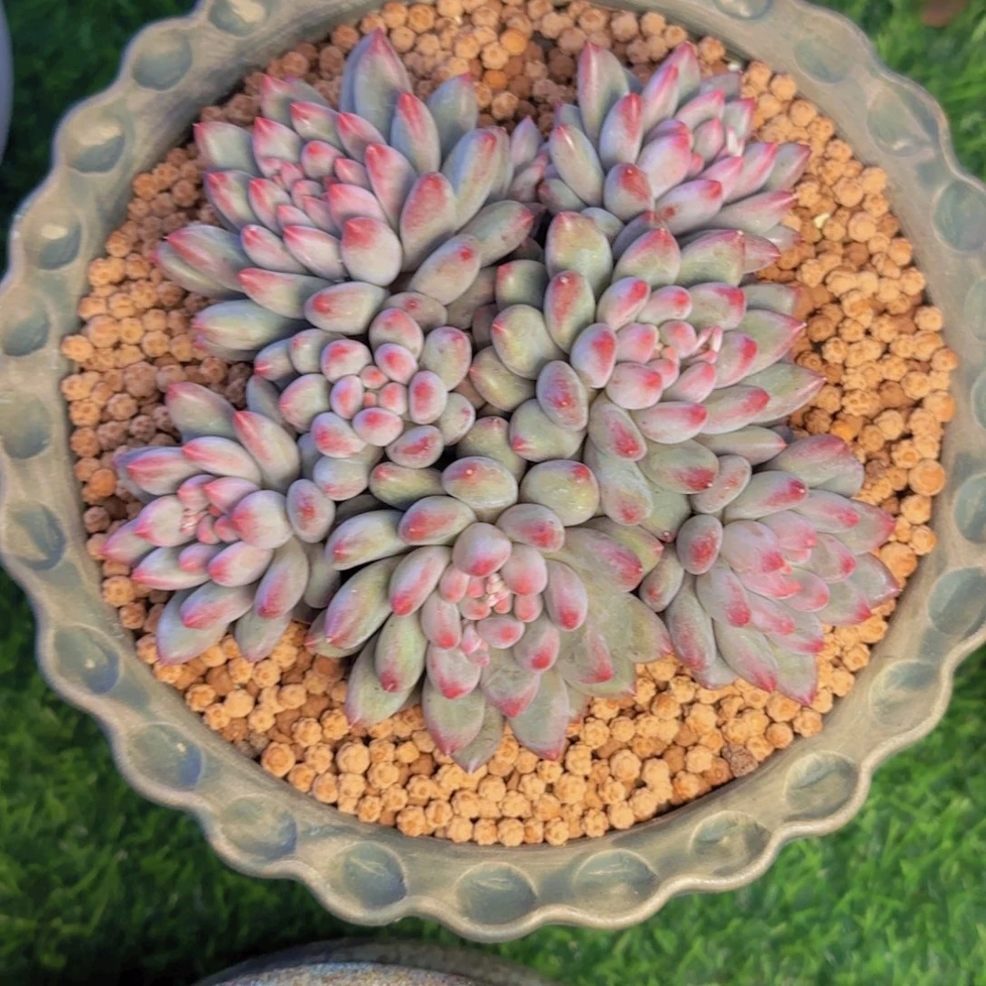 ?****?柳柳寄养11111111111