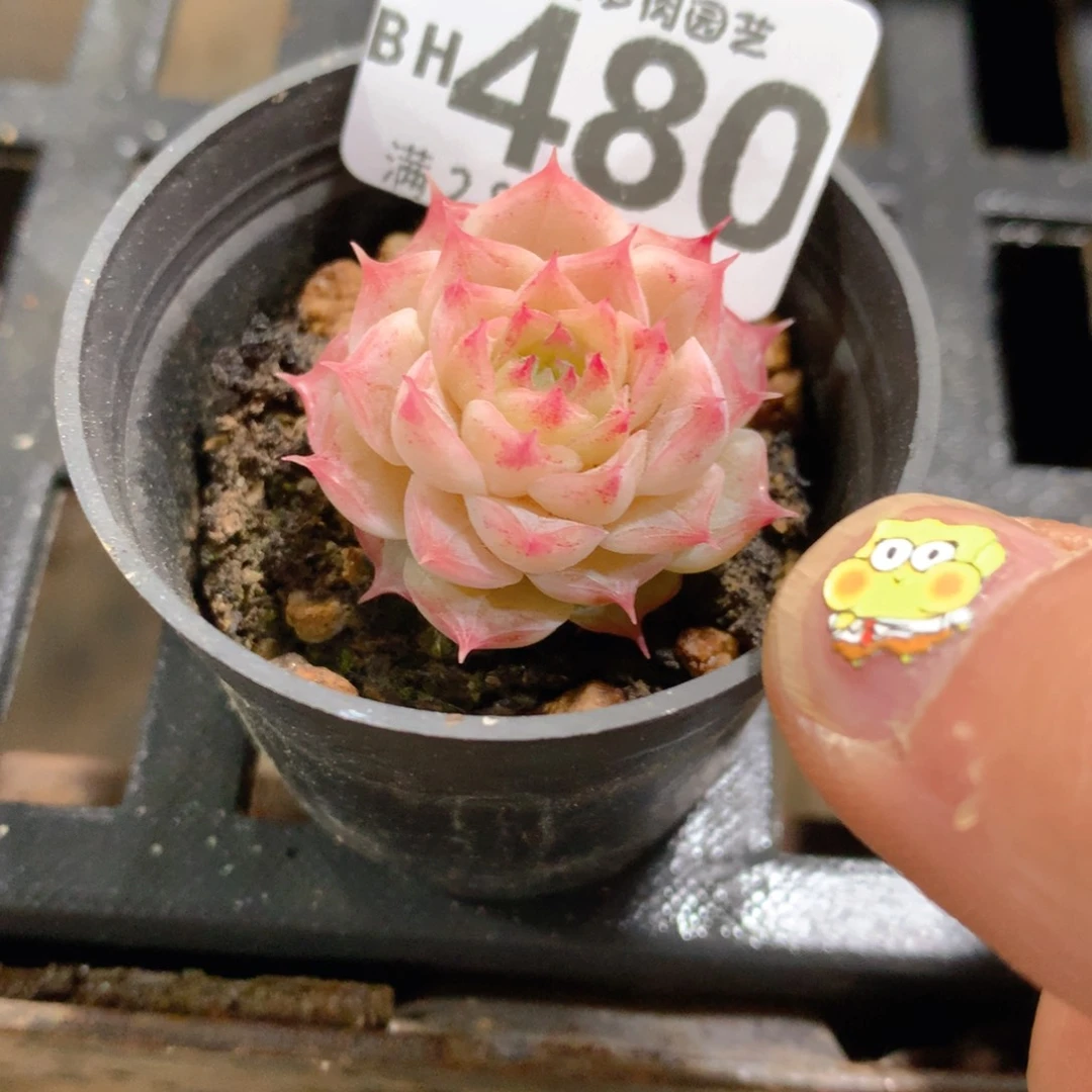 肉萌萌5cm拇指盆精控多肉BH480