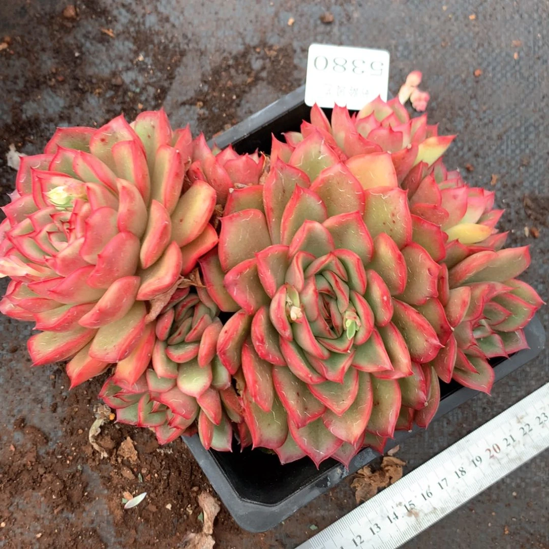 5380瑕疵不售后特价