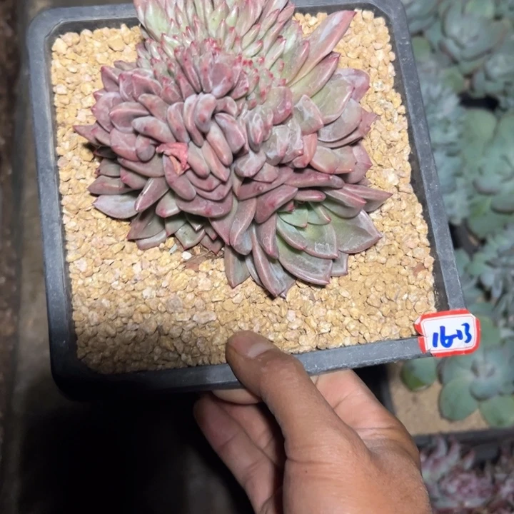 雪***珑精品多肉植物老桩香槟缀