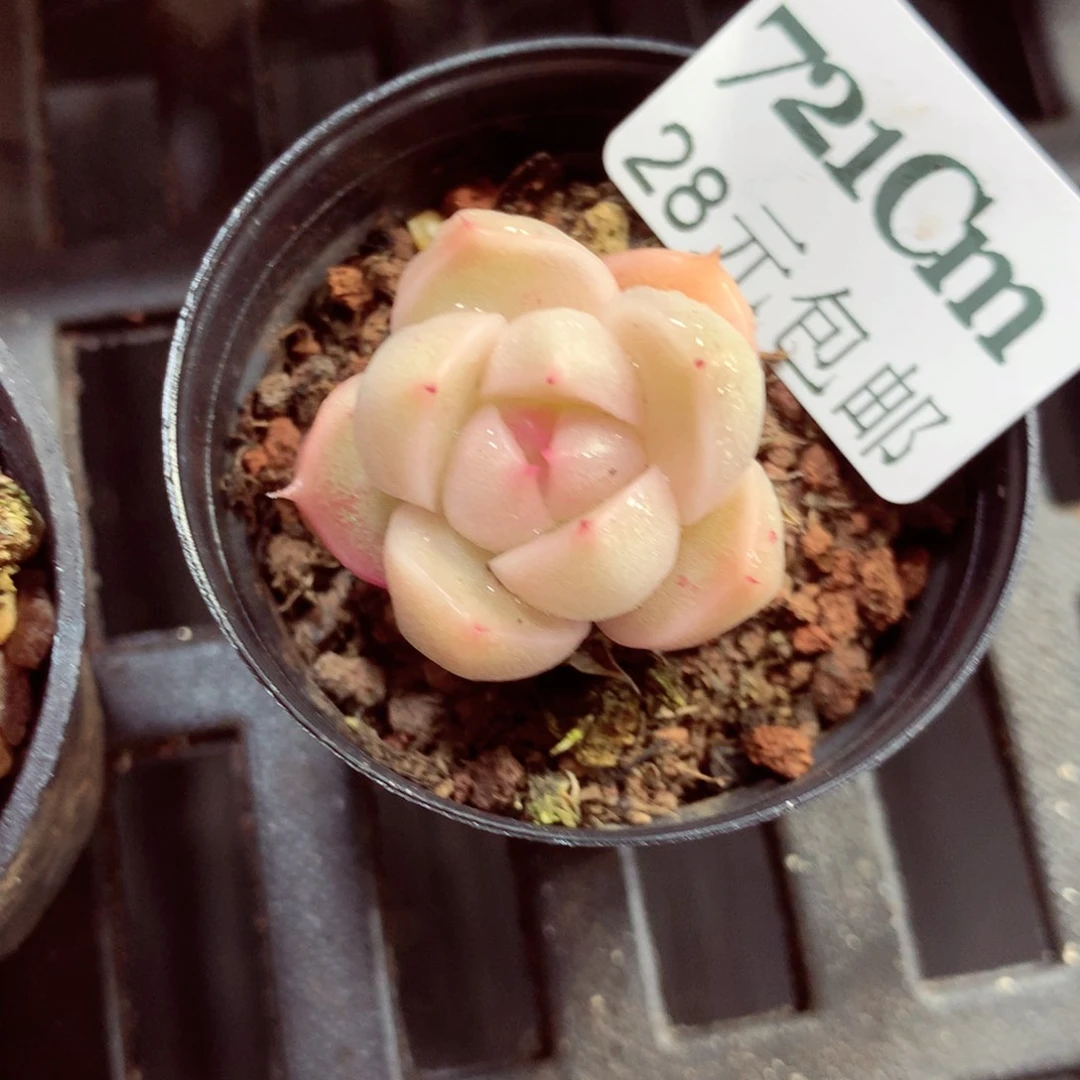 5厘米盆精控多肉721