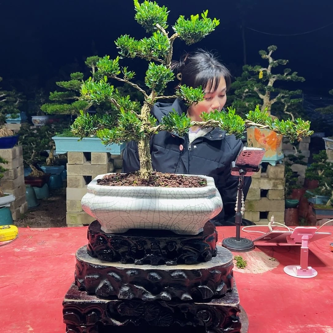 当前无花朵，栽培后可花朵