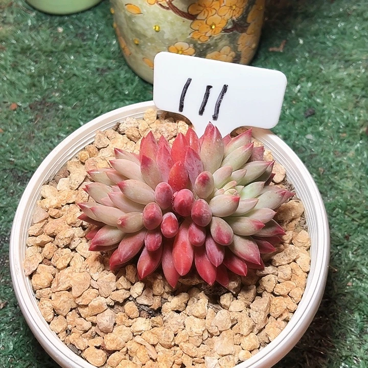 红体虞美人111号码牌子的