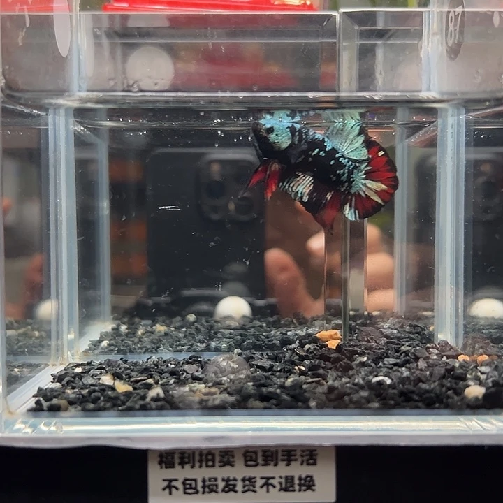 斗鱼竞拍跑单拉黑18日80