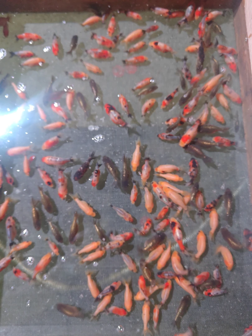 盲盒兰寿商品苗4-5公分 6+4备损