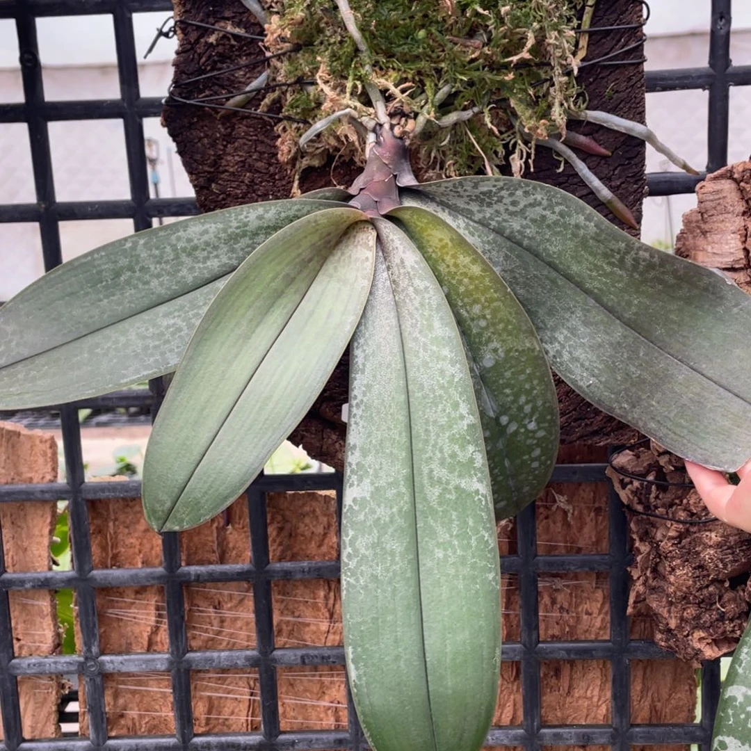 当前无花栽培后可以开花T2202兄弟交，板植