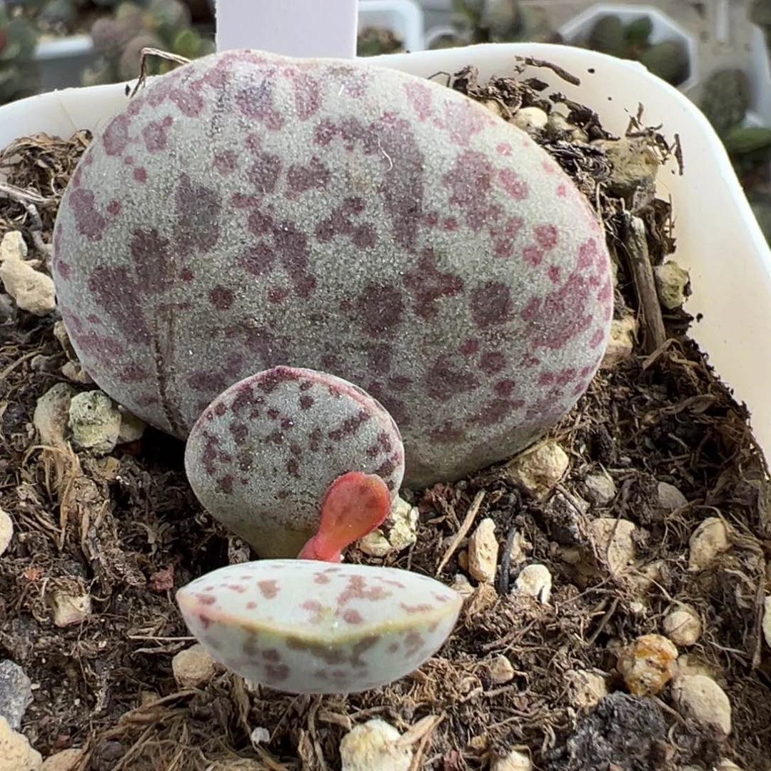 花蛋大苗多肉植物水泡