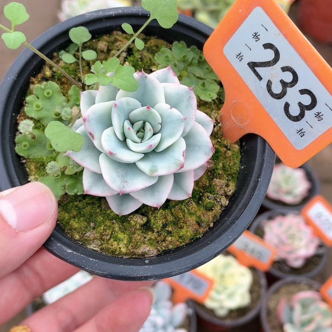 【闪购商品】233号