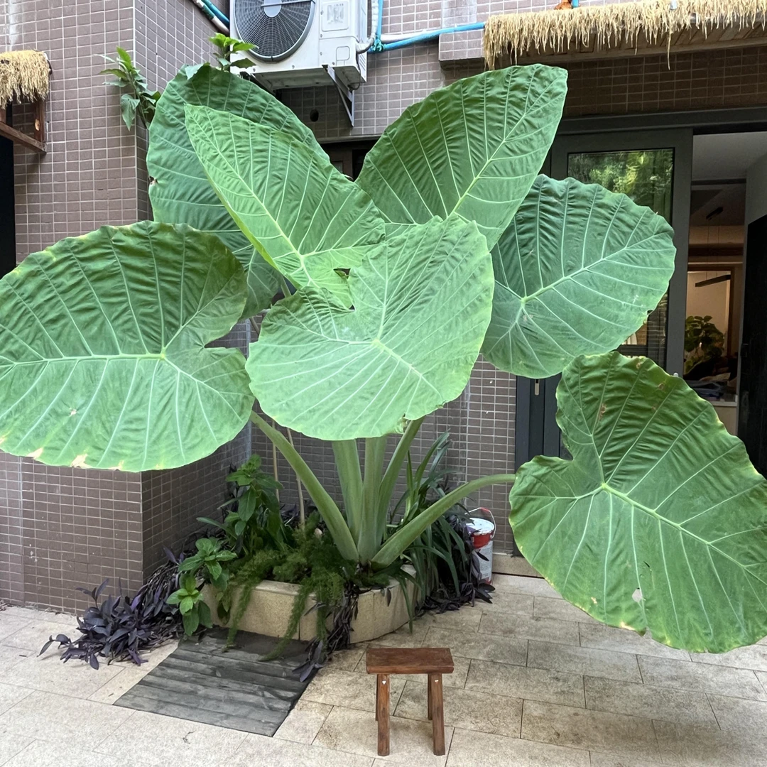 巨型象耳芋根苗裸根发货可室内外种植绿植盆栽