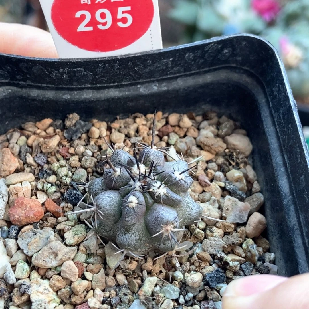 实生上蜡黑刺龙爪球2.4cm