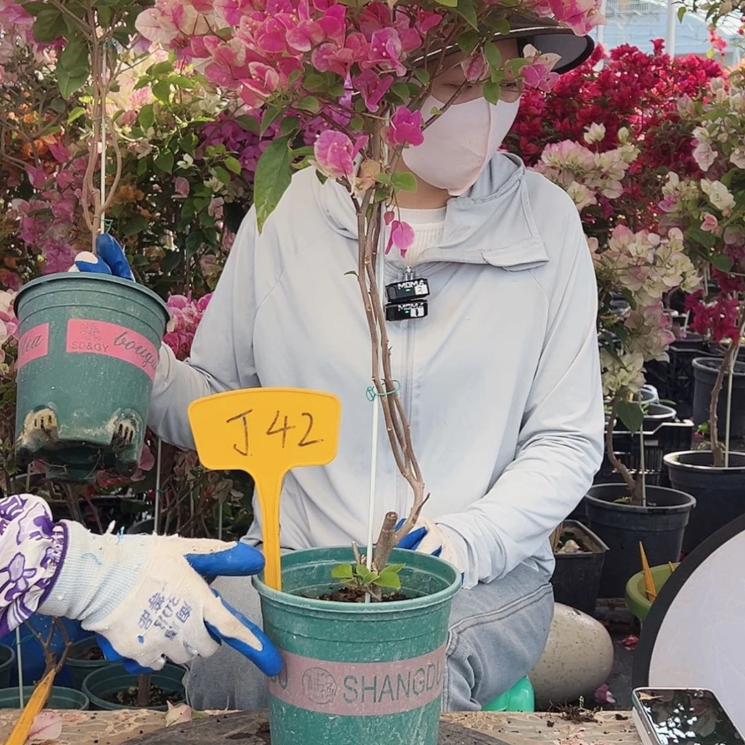 徐***生大部分花苞少量开放J42章红樱